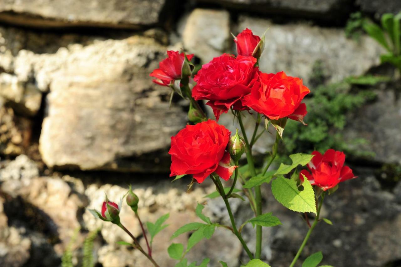 B&B il Sambuco Vignola  Dış mekan fotoğraf